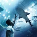 Man staat onder een haai die boven hem in een aquarium zwamt
